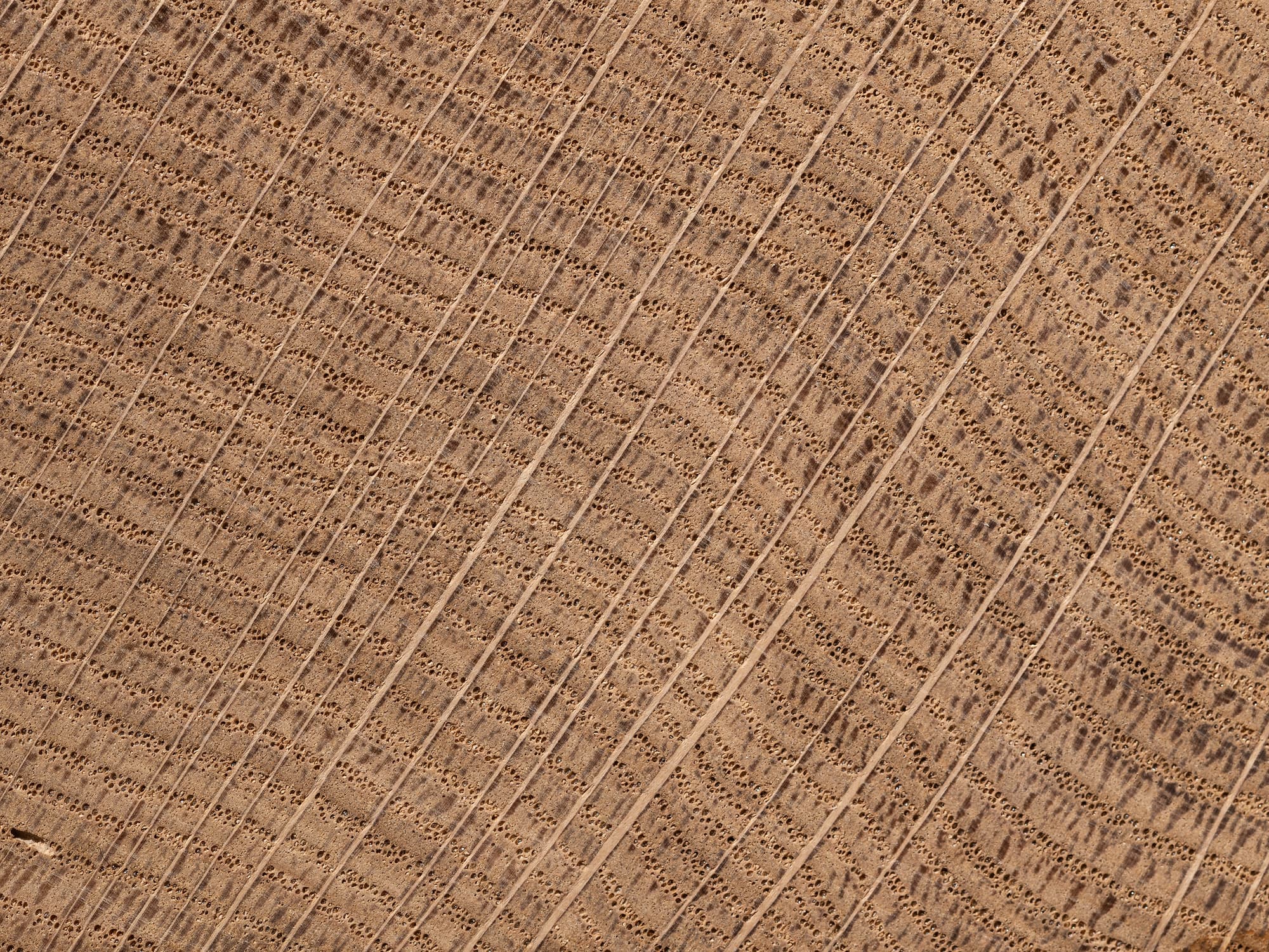 Hirnholz einer Eiche mit feinen Jahrringen und Holzstrahlen